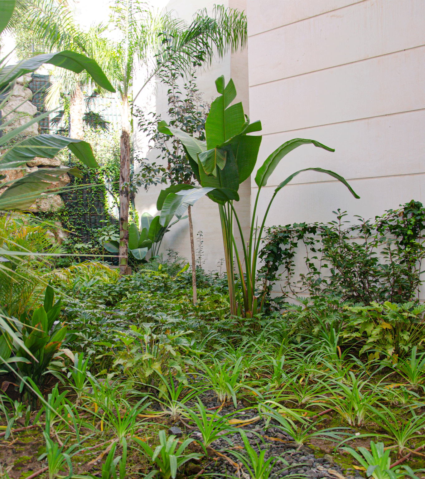 Jardín en urbanización Jacarandas