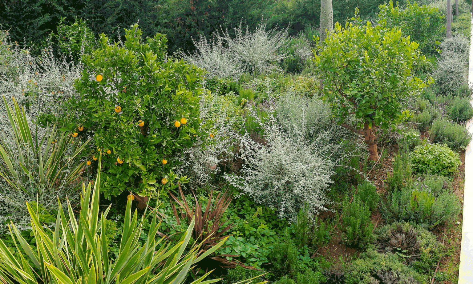 Jardín de estilo mediterráneo